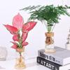 Transparent Hydroponic Plants Flower Pot Thickened Round Transparent Glass Pots Mini Glass Ecological Glass Vase Living Room