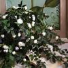 Faux Silk Flowers Simulated Realistic Hanging Artificial Rose Garland Green Plant Wall Fence For Home Birthday Wedding Decor