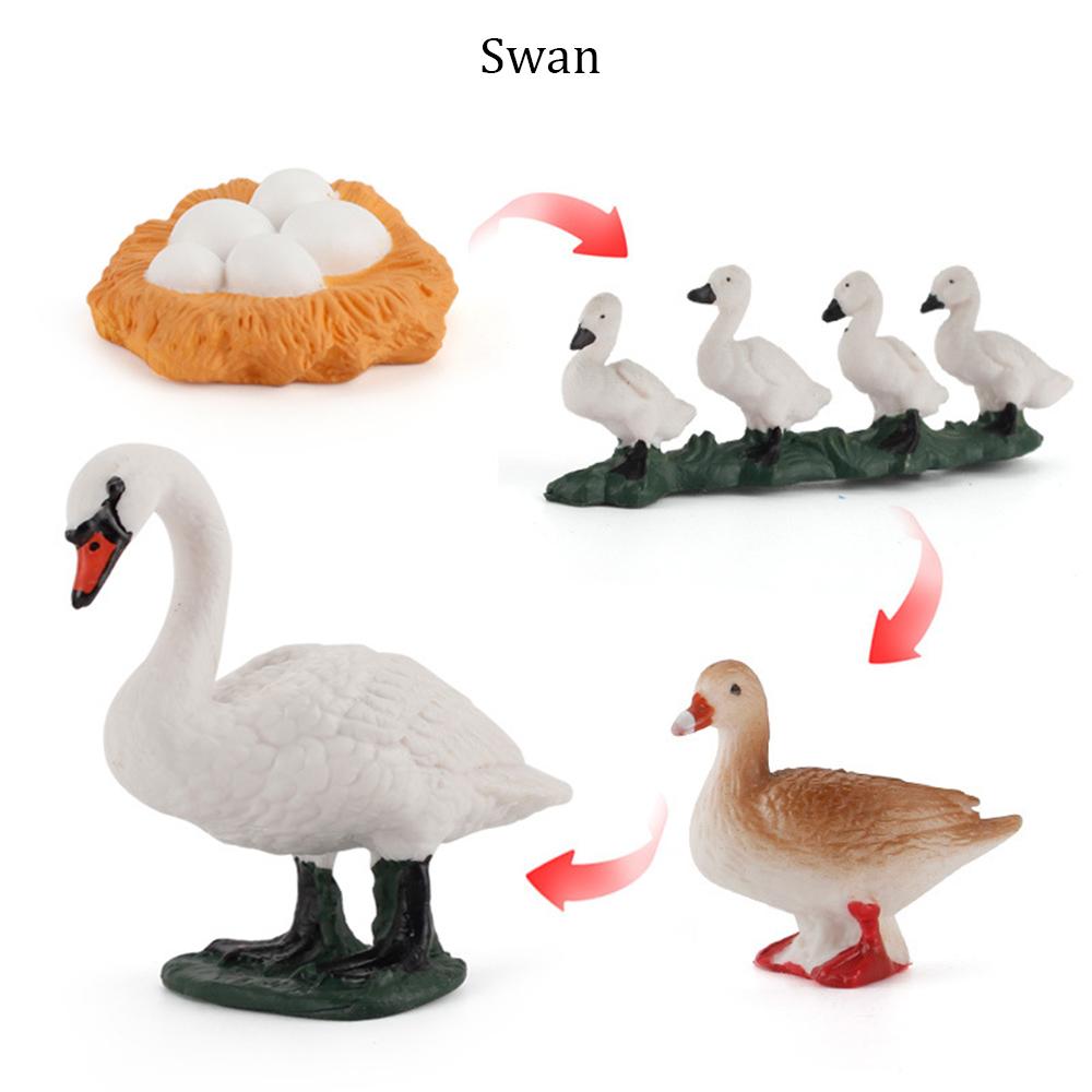 Kids Toy Life Cycle Chicken Dragonfly Simulation Model Figurine Animals Growth Cycle