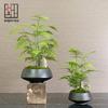 Modern Chinese Floral Asparagus Fern Bonsai for Living Room or Office