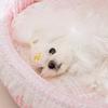 Princess Style Pet Cradle Bed Removable Washable Round Cat Dog House Cozy Four‑Season Kennel for Small Dogs Cats Spring Summer