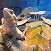 J0MC Pet Reptiles Corner Plant Landscaping for Amphibian Bearded Dragon Lizards