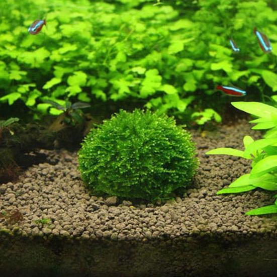 Moss Hemisphere Colonization Ball Aquarium Shrimp Fish Tank Moss Balls Holder Freshwater Live Plants Shaping Ball with Filter Stone