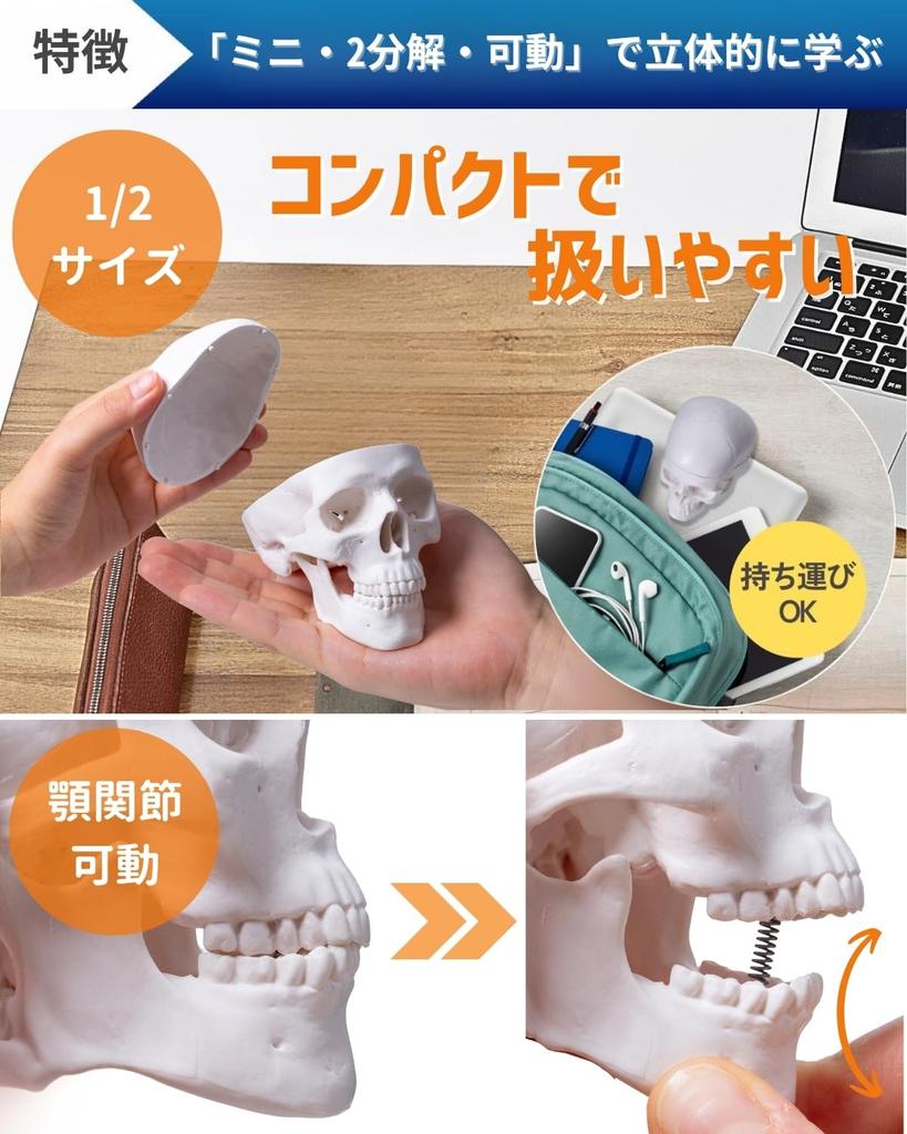 KIYOMARU Palm-Sized Mini Skull Model, Human Body Model, Skull Model, Supervised by a Physical Therapist, 1/2 Size, 2 Parts