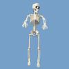 40cm Active Human Skeleton Model Medical Learning Anatomy Skeleton Modle Halloween Party Decoration