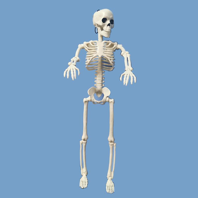 40cm Active Human Skeleton Model Medical Learning Anatomy Skeleton Modle Halloween Party Decoration