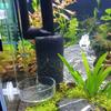 Aquariumfilter Einlass Schutzwatteabdeckung für Garnelenzucht