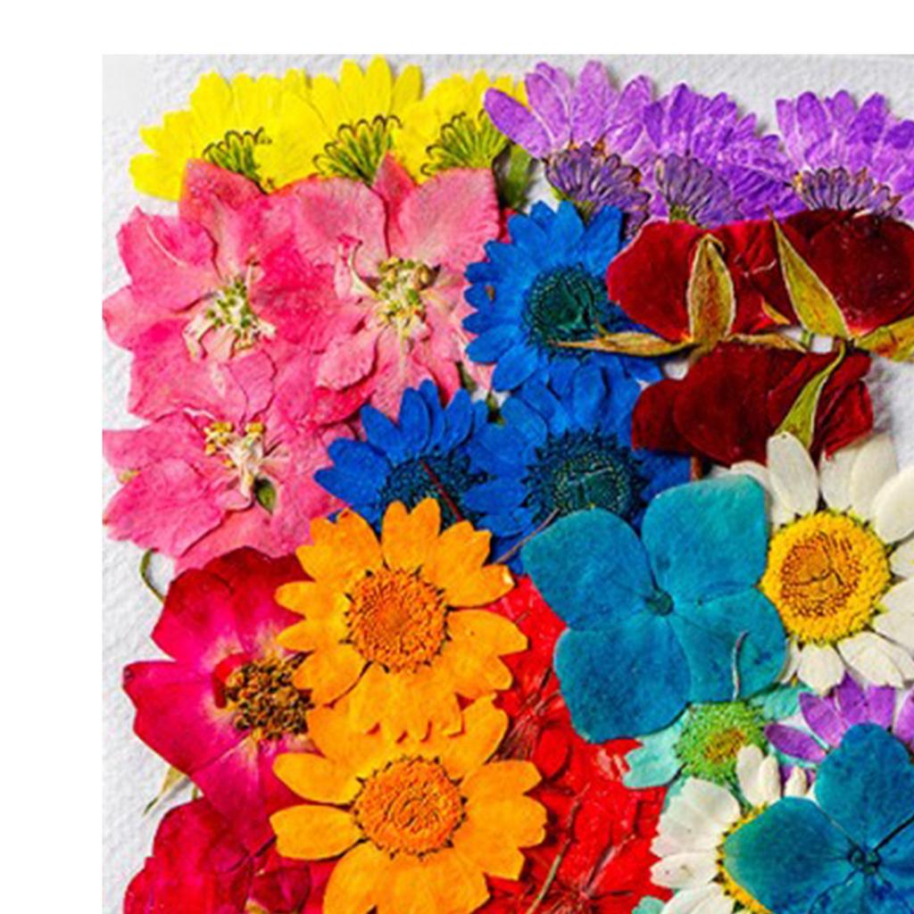 36Pcs Dried Flowers Assorted Styles Colors Natural Material Multi Purpose Dried Flower Heads for
