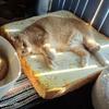 Practical Simulated Toast Seat Cushion Thickened Sponge Soft Chair Mat Detachable Square Dogs Kennel Living Room
