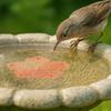 Copper Bird Bath Disk Floral Purification Panel Copper Disk Bird Bath Insert for Homeowners Gardeners Outdoor Enthusiasts