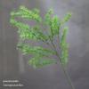Asparagus Fern & Willow Buds Greenery for Wedding Decor & Landscaping