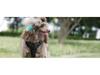 Dog Nylon Chest Harness and Leash for Large Pets