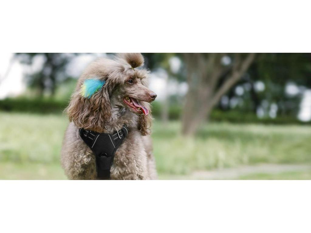 Dog Nylon Chest Harness and Leash for Large Pets