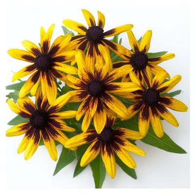 300 semi di margherita Rudbeckia Gloriosa