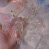 Hair Claw Colorful Clear Glitter Tassel Butterfly Side Clip Fairy Ear Headwear Crystal Hairpin