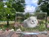 Turkish Angora – Crystal with a picture of a cat, photo in glass | Art-Dog