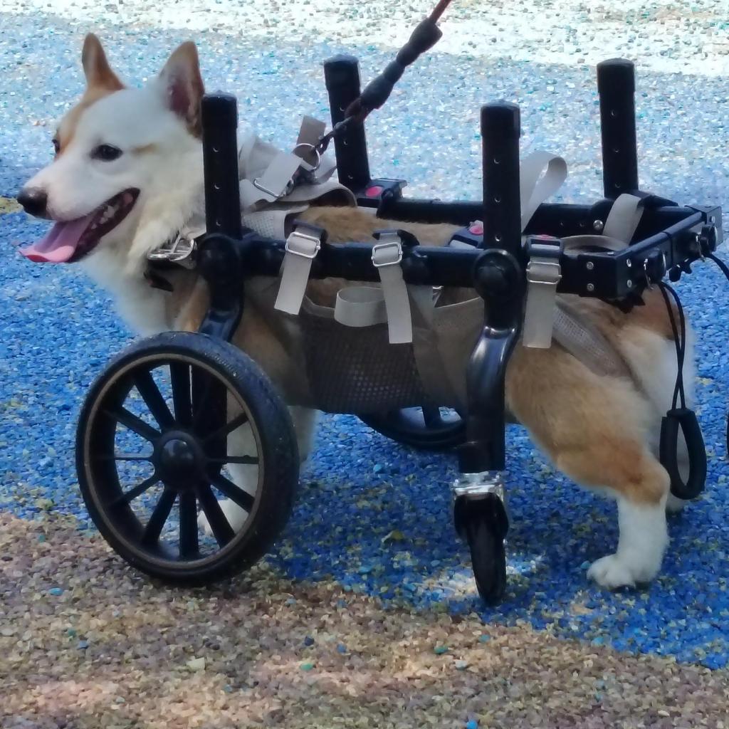 Hunderollstuhl für Hinterläufe: Mobilitätshilfe für mittelgroße bis große Hunde mit Lähmung oder Behinderung