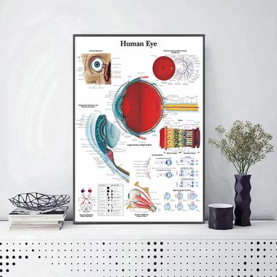 Anatomische Funktion Menschliches Auge Diagramm Kunst Poster Drucke Körper Karte Medizinische Ausbildung Leinwand Malerei Wand Kunst für Krankenhaus Decort