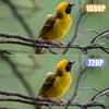 Smart Bird Feeder with 1080P Cam Built-in Battery Solar Low Power Night Vision Remote Recording Outdoor IP66 Waterproof Feeder