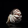 Realistic Nautilus Plush Toy Simulation Lifelike 8 Inch Nautilus Stuffed Animal Toy Soft Sea Creature Unique Plush Model Doll Collection for Kids -