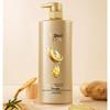 Shulai Ginseng Ginger Hair Strengthening Shampoo 500ml