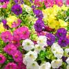8pcs Artificial Flowers With Uv Protection Indoor And Outdoor Simulation Flowers Decoration Courtyards And Seasonal Celebrations