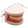 1Pc Dental Teeth Model Standard Teaching Adult Tooth Study Training Tool for Dentistry Lab Learning Material
