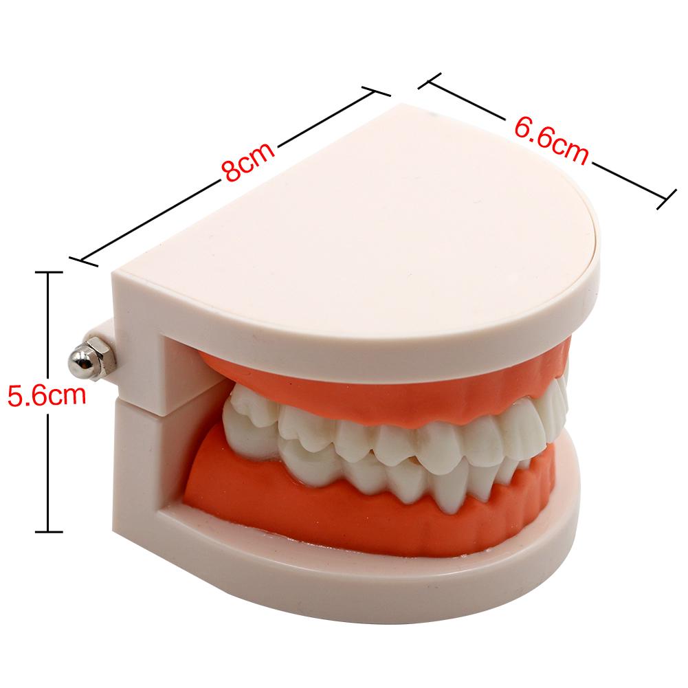 1Pc Dental Teeth Model Standard Teaching Adult Tooth Study Training Tool for Dentistry Lab Learning Material
