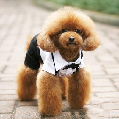 Giyim ve ayakkabı – Köpek Aksesuarları