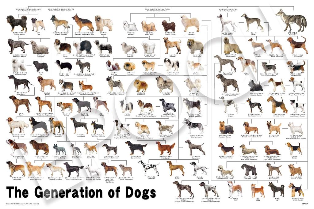 EPOCH jigsaw Dog Family Tree x 75 with and score ticket 1000-piece puzzle, Animals/Pets, Dog, (50 cm), 12-625s, glue, spatula,