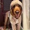 Dog Raincoat Clothes Four-legged Waterproof All-inclusive Golden Retriever Shiba Dog Pet Large Dog Small Medium and Large Dog Clothes Poncho
