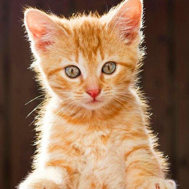 50X50CM 5D DIY Diamond Painting Portrait Girl Dance Full Square Round Mosaic Diamond Rhinestone Picture Woman Home Decor