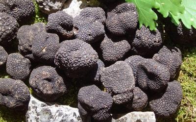 Micelio del Tartufo Nero del Périgord - Kit per la coltivazione dei funghi