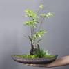 Kreativer Reis Bambus Wenzhu Landschaftstopf Keramik Heimdekoration Wohnzimmer Schmuck Blumenarrangement Mikrolandschaft Sukkulenten Blumentopf