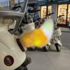 Autoadesivo Attivato dal Suono Coda Mobile Ricaricabile Peluche Coda Scodinzolante Ornamento per Veicolo