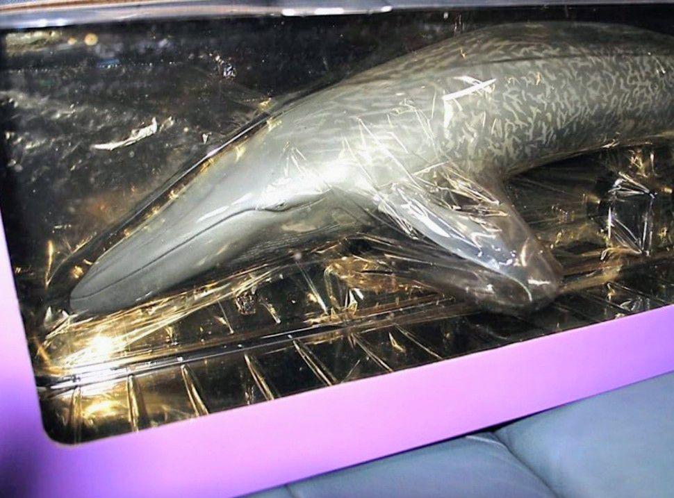 [USED] Kaiyodo Mega Sofubi Advance Blue Whale