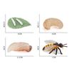 4Pcs/5Pcs Frog Tarantula Butterfly Bee Animal Growth Observation Model Toys