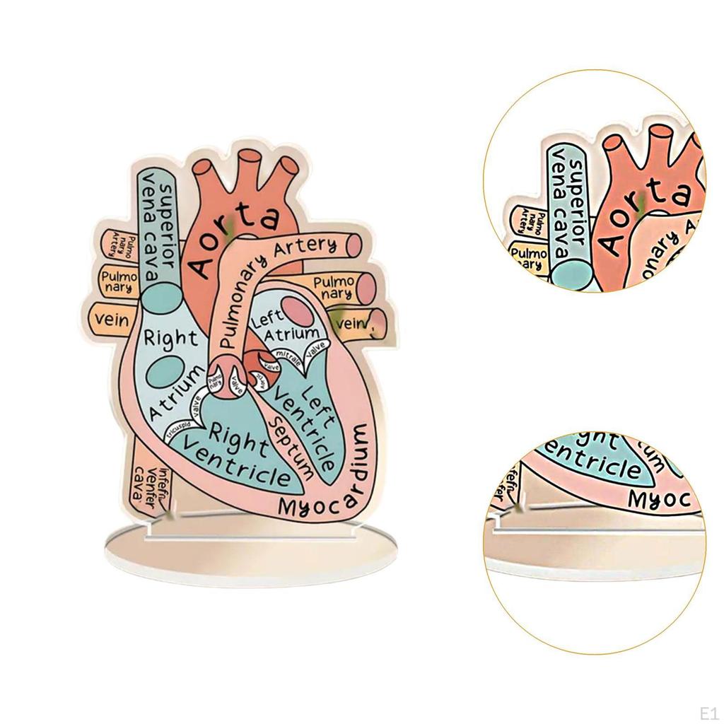 Anatomically Heart Model Sign,Anatomically Model,2D Mounted Display Base,Eduactional with Rigth Left