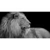 Black White Animals Art Lions Oil Painting Canvas Art Posters and Prints Wall Pictures for Living Room Home Wall Decor