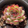 Lingyin Multi-Headed Succulent Planter: Creative Beginner's Office Plant for Radiation Protection