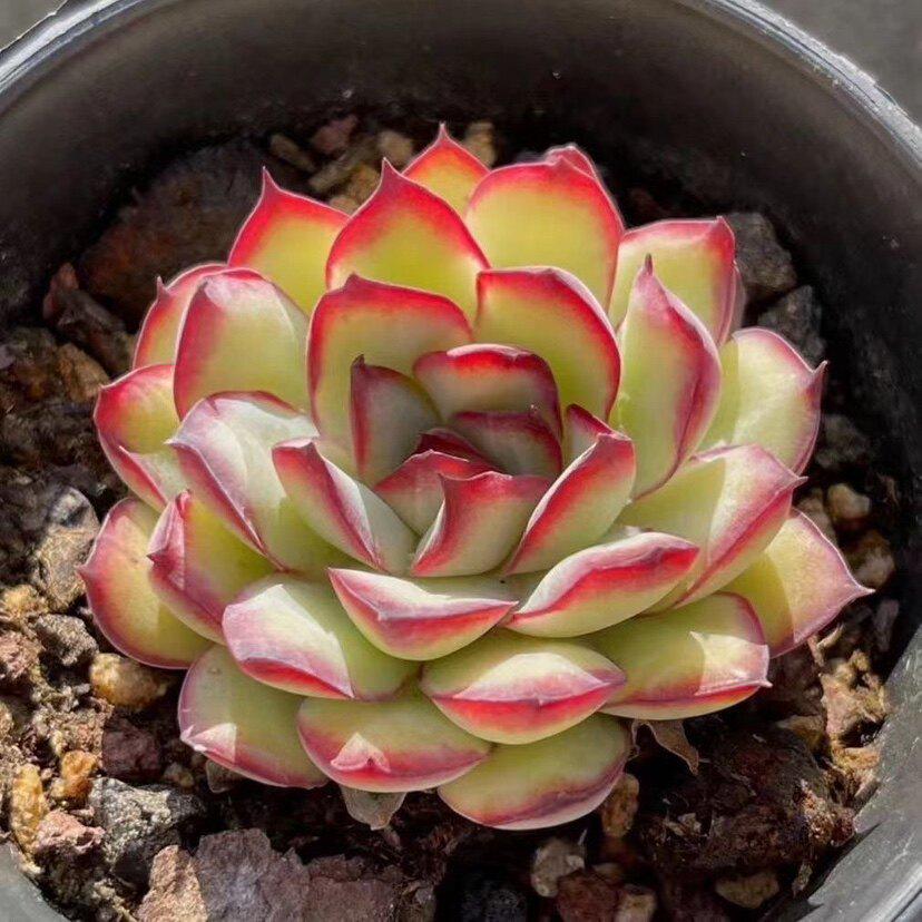 Lingyin Multi-Headed Succulent Planter: Creative Beginner's Office Plant for Radiation Protection