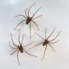 Halloween MUST-HAVE! Giant 3D Spider Ear Studs - Punk Goth Alternative Statement Jewelry for Men & Women Everyday Bold Look