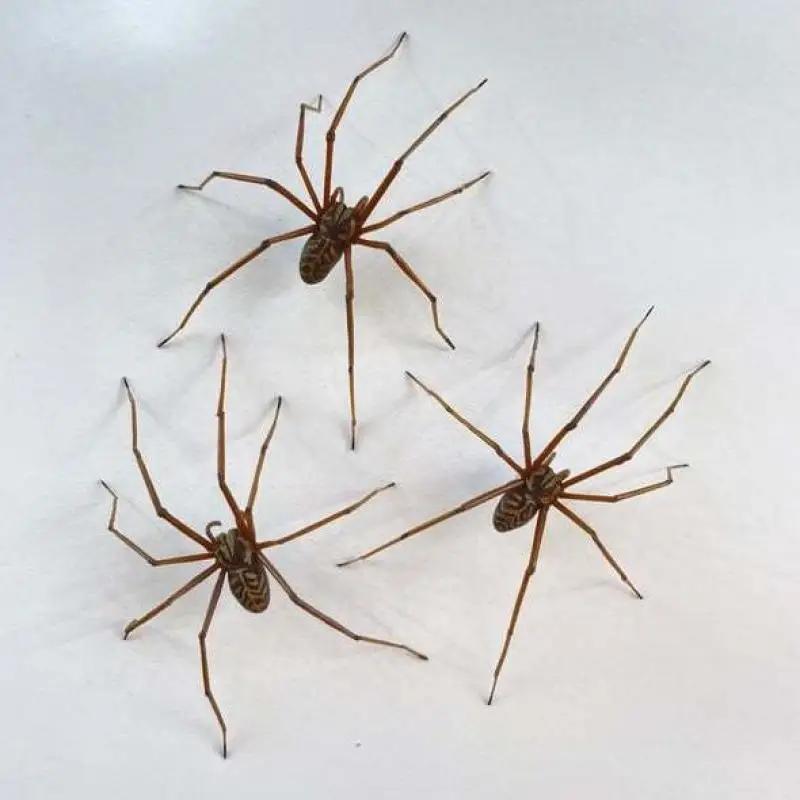 Halloween MUST-HAVE! Giant 3D Spider Ear Studs - Punk Goth Alternative Statement Jewelry for Men & Women Everyday Bold Look
