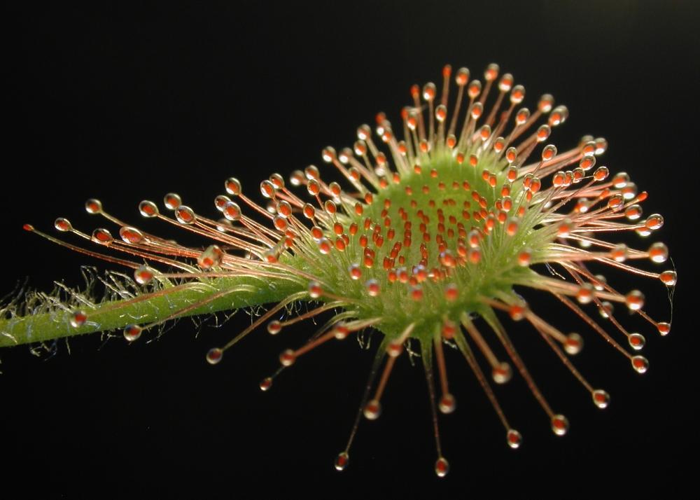 SAFLAX Rosiczka okrągłolistna - 50 nasion - Drosera rotundifolia