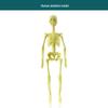 Kids' Educational Human Anatomy Model: Assembled Skeleton & Organ Teaching Aids.