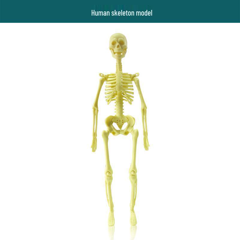 Kids' Educational Human Anatomy Model: Assembled Skeleton & Organ Teaching Aids.