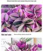 Wedding Lily of the Valley Rouge Cloud Succulents: Indoor Office Flowers & Desktop Green Plants