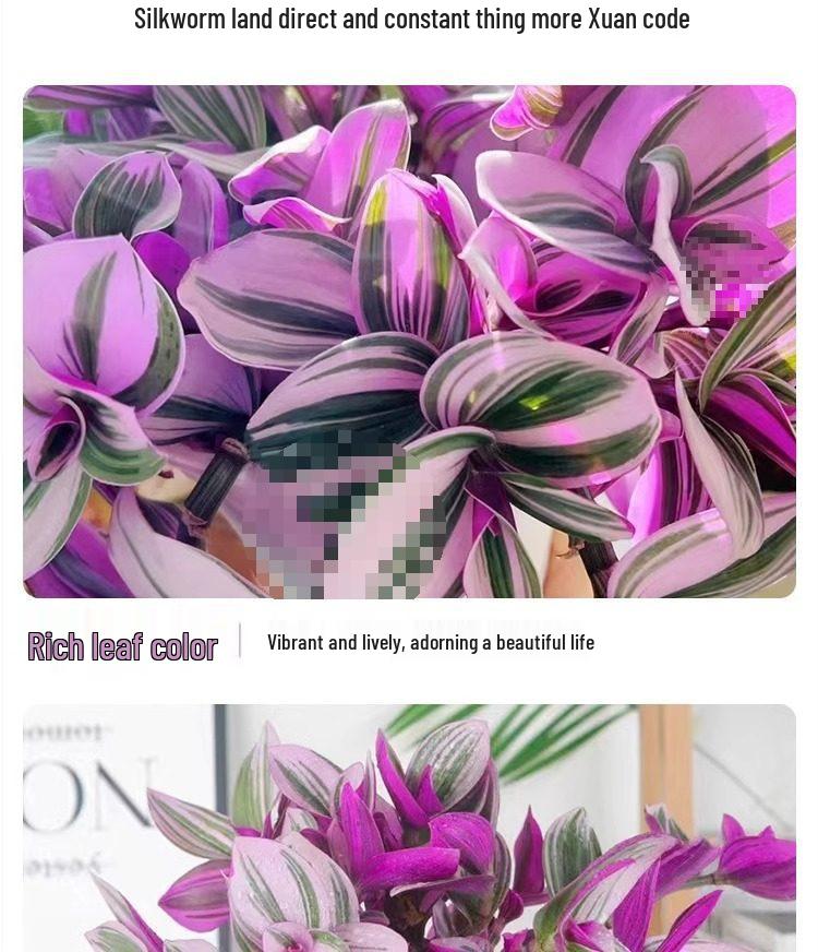 Wedding Lily of the Valley Rouge Cloud Succulents: Indoor Office Flowers & Desktop Green Plants