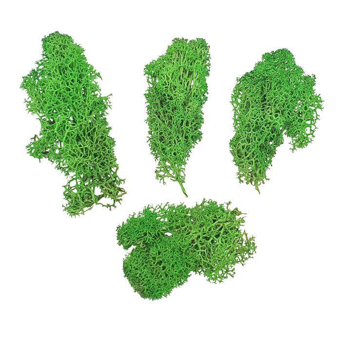 Mousse végétale verte 20 g