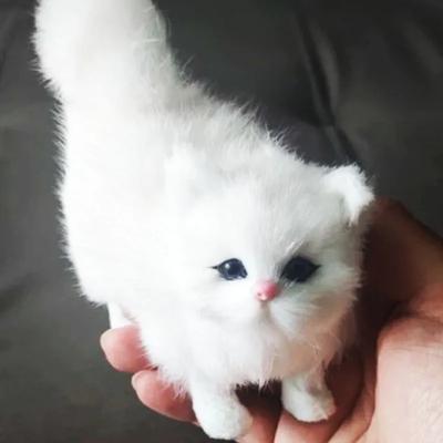 Niedliche Simulations-Katzen-Plüschtiere Weiches Stoff-Kätzchen-Modell Falsche Katze Realistische Tiere für Kinder Mädchen Geburtstags- Valentinstagsgeschenk